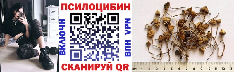 kraken как зайти  Асино  Псилоцибиновые грибы MAGIC MUSHROOMS 